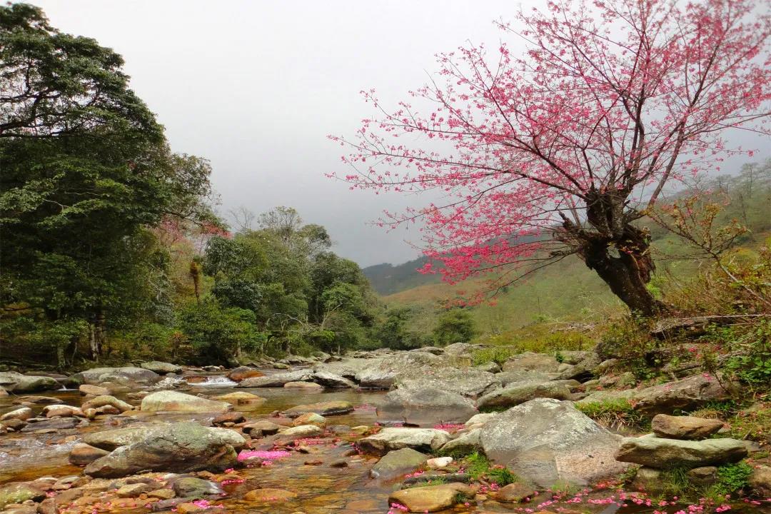 坪河草地