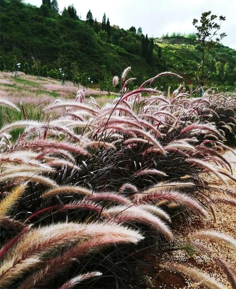 个旧阳山生态公园