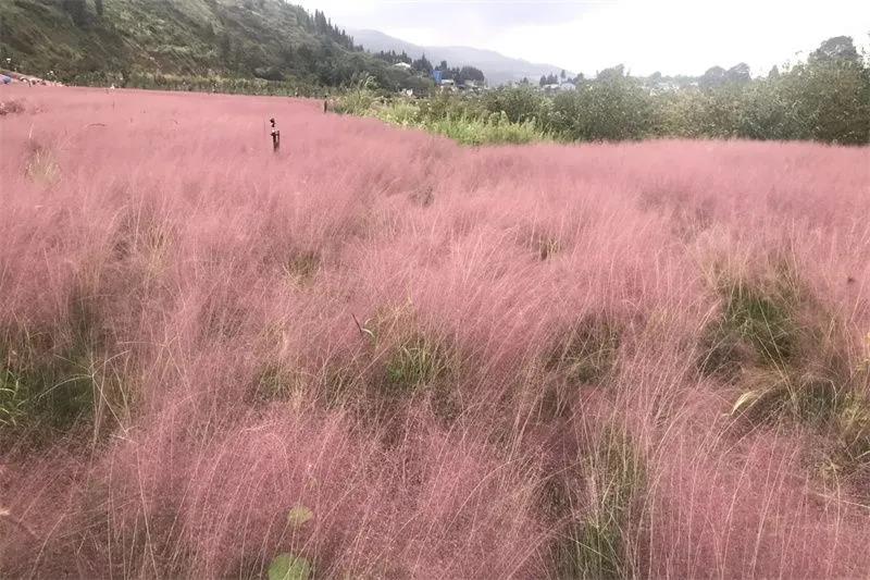 个旧阳山生态公园