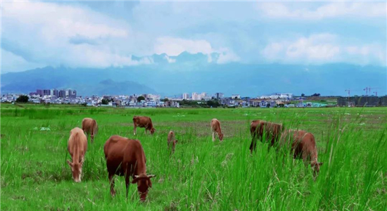 红河旅游 