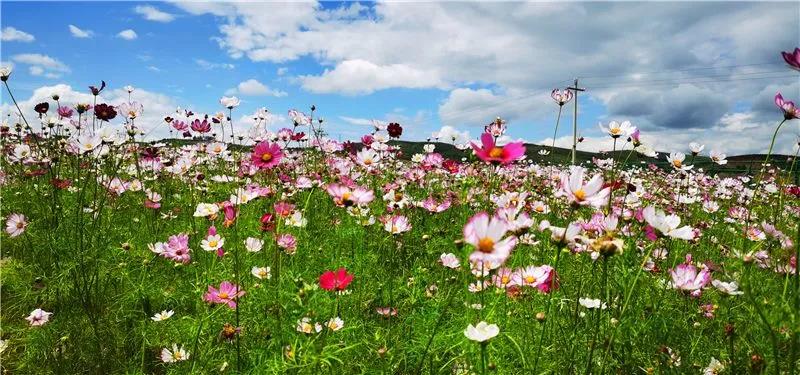 开远格桑花