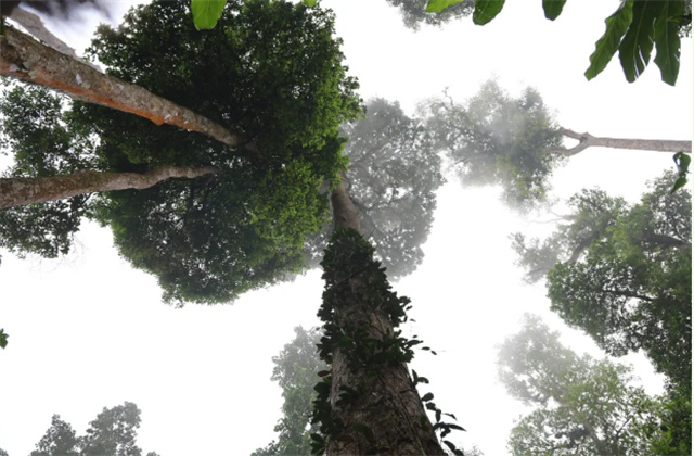 红河生物多样化COP15高56米！中国·红河蝴蝶谷深藏8株“植物大熊猫”
