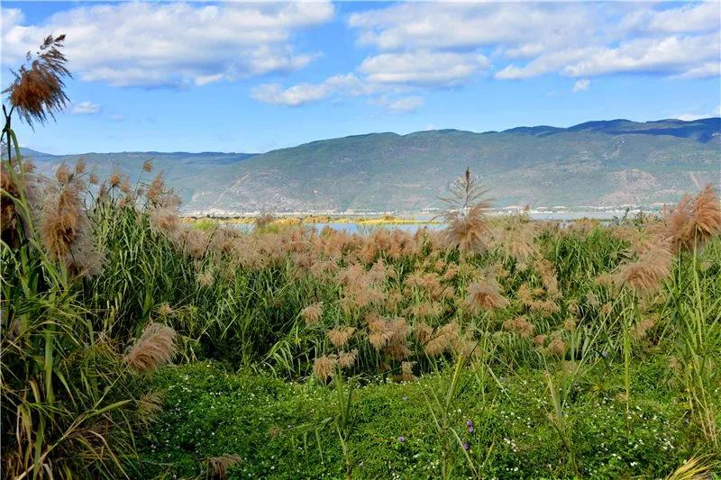 冬日邂逅异龙湖，静听芦花说闲愁     红河传媒公司