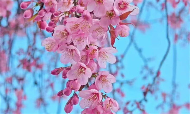 云南旅游,云南旅行社,云南团建公司,云南策划公司,云南会议会展,红河旅游,红河旅行社,红河团建公司,红河策划公司,红河会议会展：冬暖花开游云南 | 冬游红河，“马”上赏花！