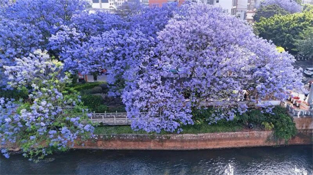 红河旅游：四月，来红河赴一场花事