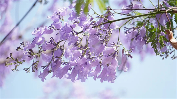 红河旅游：红河的蓝花楹，开了！