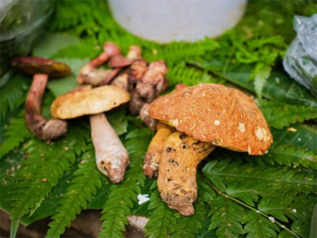 红河旅游：菌香季，来红河吃菌儿啦！